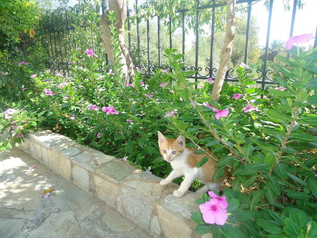 Méthana Villa Popi מראה חיצוני תמונה